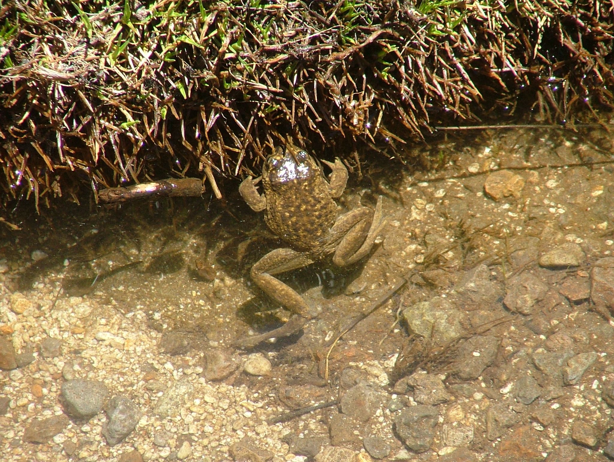 Female Alsodes pehuenche GD